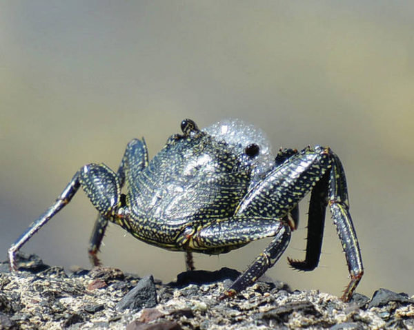 breathing-gets-bubbly-while-crabs-are-on-land-ocean-watch