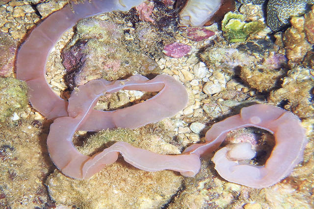 acorn-worm-deposits-not-typical-excrement-ocean-watch