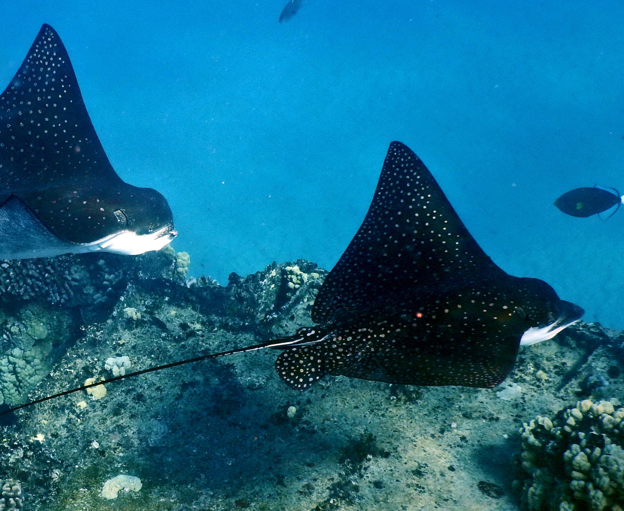 eagle-ray-finds-a-way-to-soar-on-minus-snout-ocean-watch