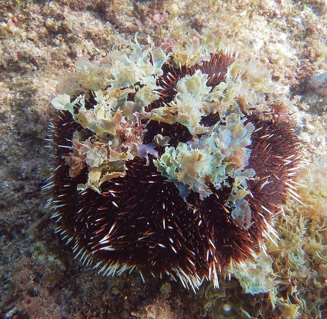 Urchins can use seaweed hat to feed themselves | Ocean Watch