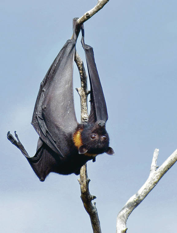 Cool bats make trip to Australia memorable | Ocean Watch