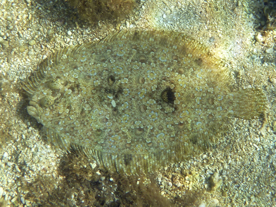 flounder