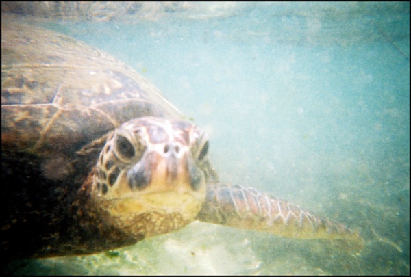 Turtles encounters in Hawaii include them coming very close to examine what you're up to. © Scott R. Davis