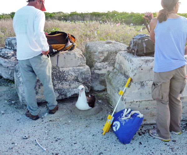 Biologists working at Midway Atoll stand next to a fearless Laysan albatross. Because albatrosses evolved without land predators, they have no fear of people. ©2016 Susan Scott 