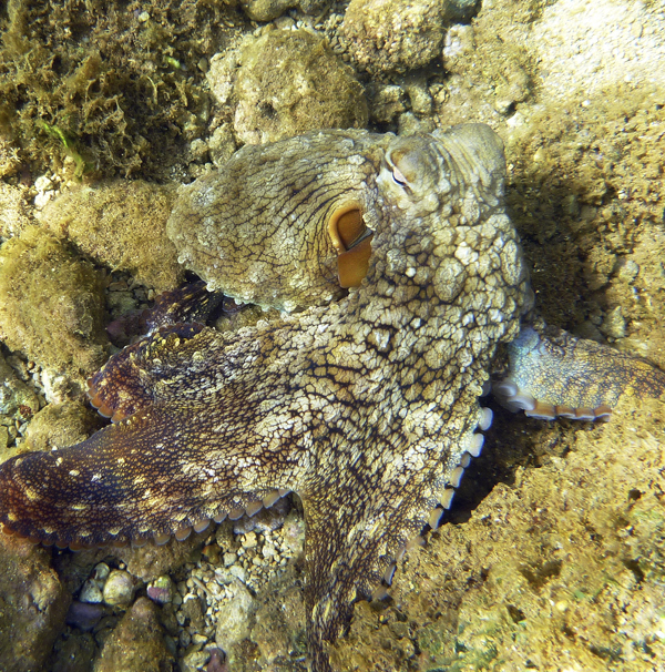 blennies