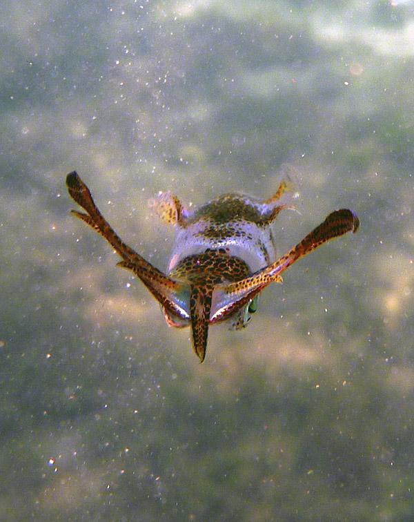 One of Claire’s 3-inch- long squids — not the same as an octopus. ©2015 Susan Scott