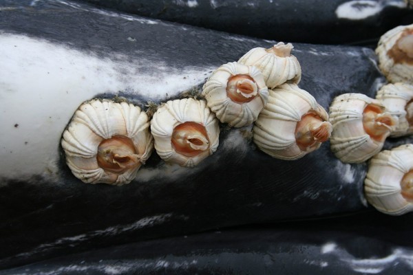 Barnacles attached to the ventral pleats of a humpback whale calf (photo taken during necropsy). Alaska, Peril Strait, Baranof Island. 2005 October 18. Aleria Jensen, NOAA/NMFS/AKFSC.