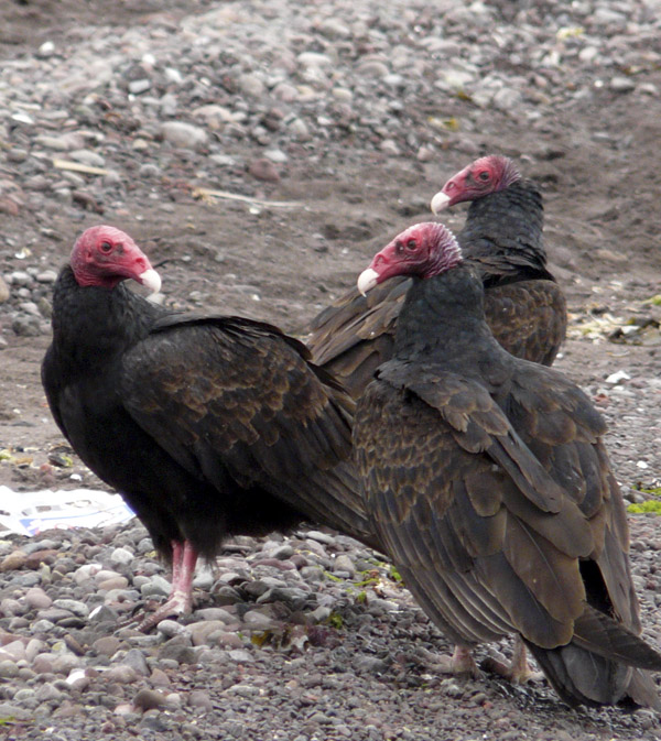 Turkey vultures