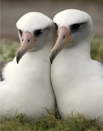 A Laysan albatross pair. Courtesy Mark Grantham 