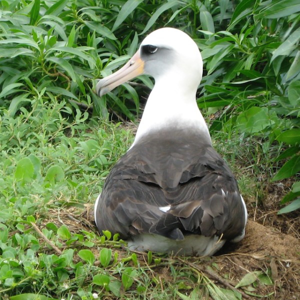 Layman Albatross. ©2013 Scott R. Davis