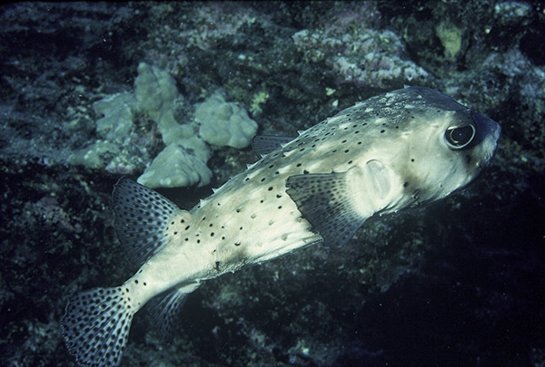 Burr fish. Courtesy David Schrichte.