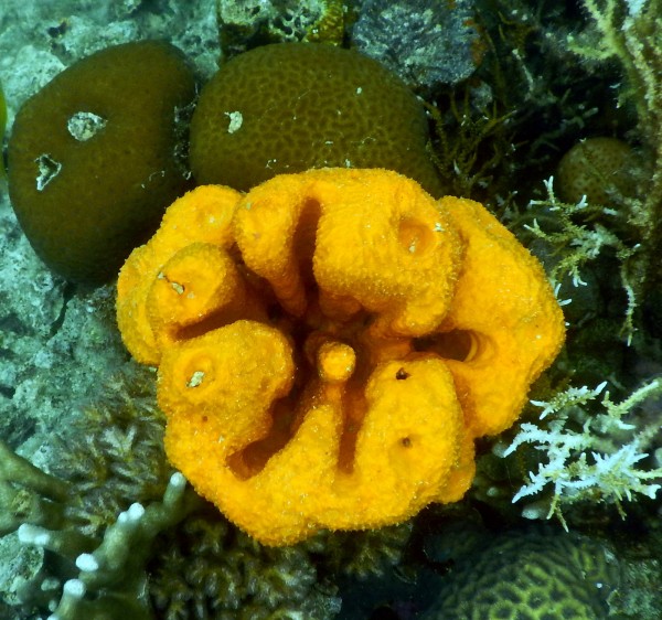 Cool orange sponge