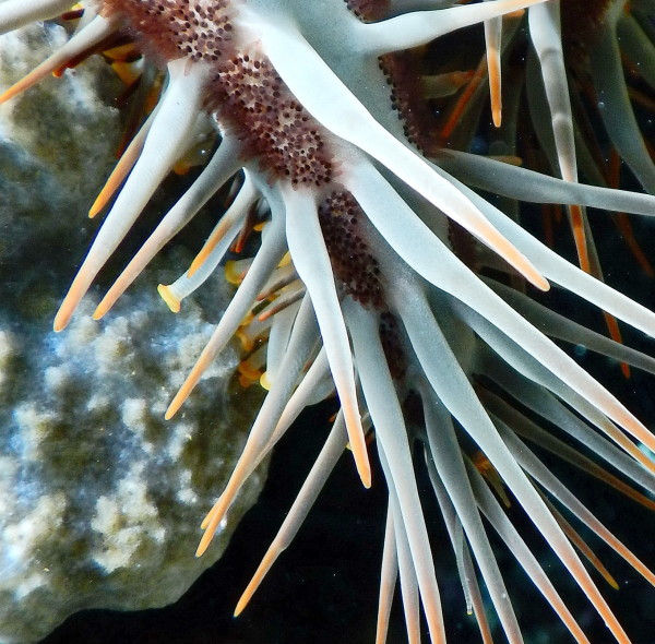 Crown of thorns close-up. ©2015 Susan Scott 