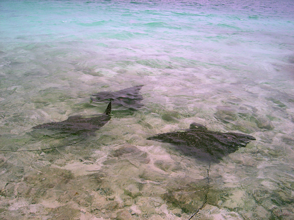 eagle rays