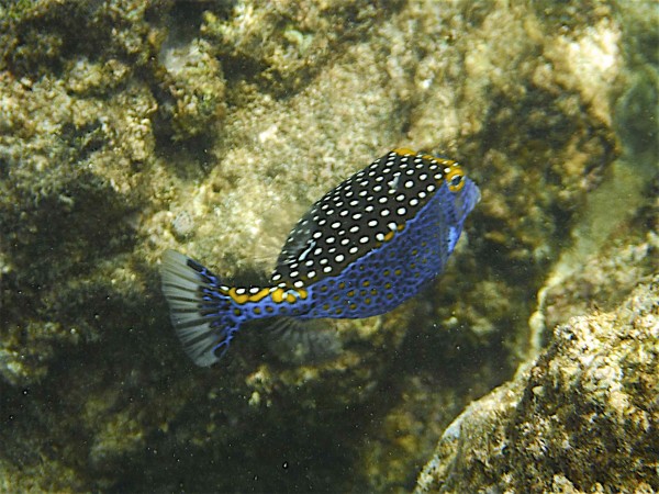 Bonus blue fish: Male Hawaiian Spotted Boxfish, Ostracion meleagris camurum. Susan's web guy's favorite blue fish. ©2014 Scott R. Davis