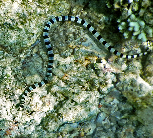 sea krait