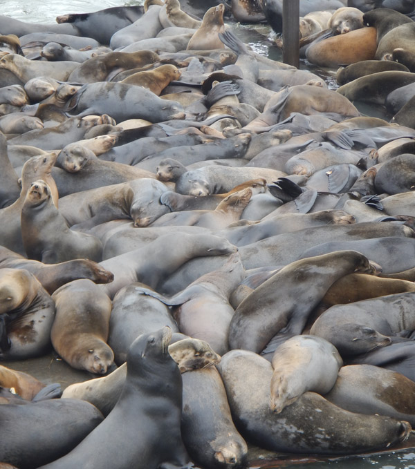 sea lions