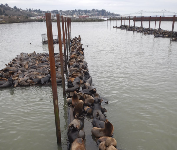 sea lions