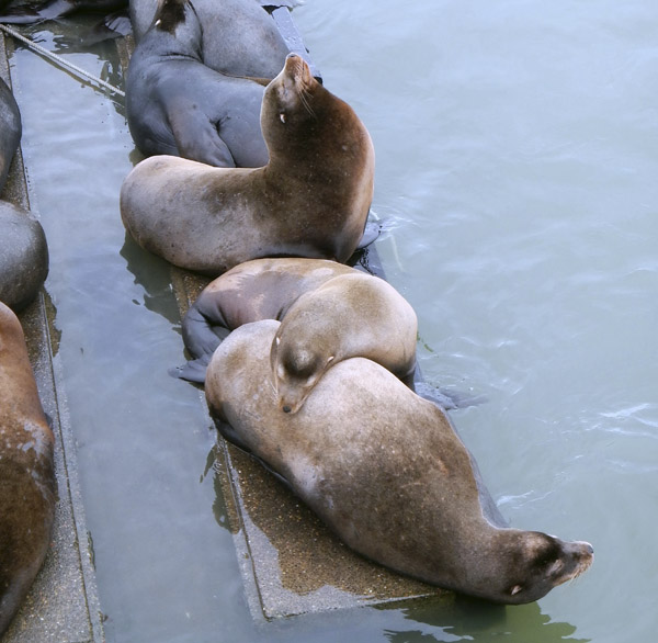 sea lions