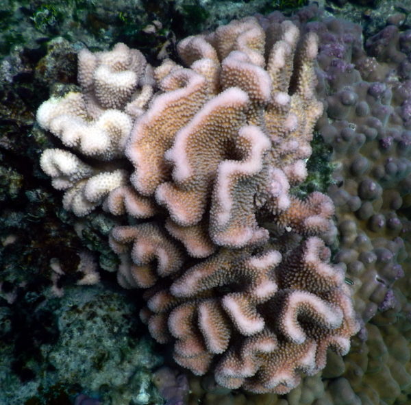 One-quarter coral head bleached, three-quarters normal. Kailua Bay, Oahu, Hawaii. ©2016 Susan Scott 