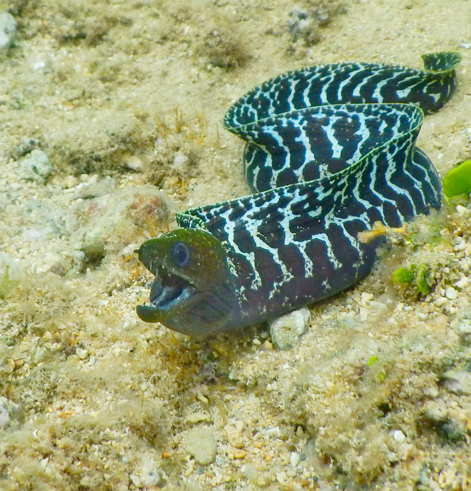 That’s a moray. ©2015 Susan Scott 