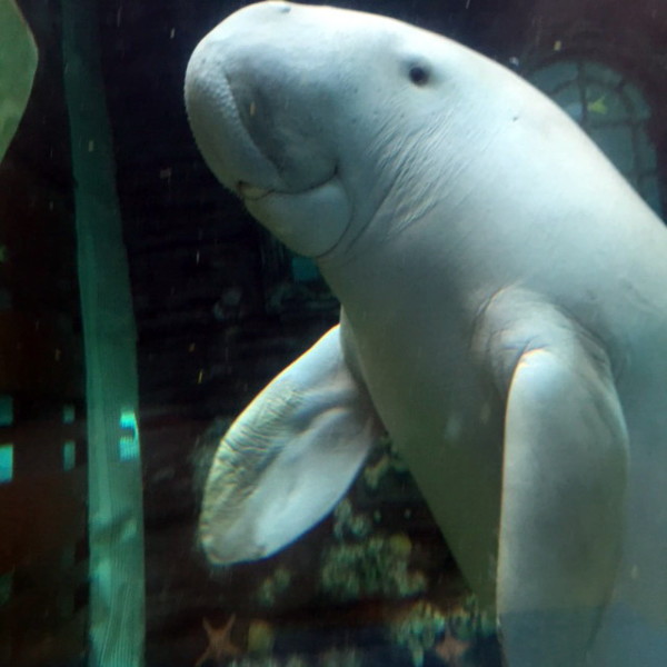 Dugong face