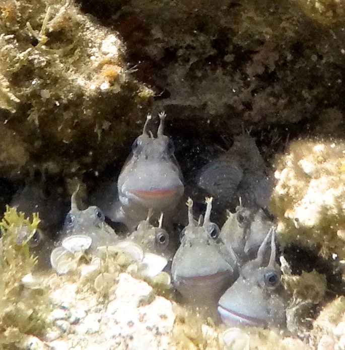 blennies