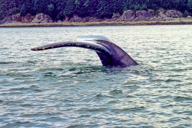 humpback