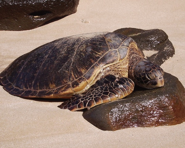 A turtle basking on the North Shore of Oahu, using a rock as a pillow. © Scott R. Davis