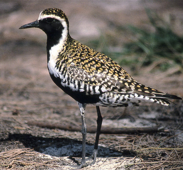 Plover