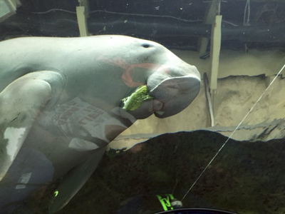 dugong