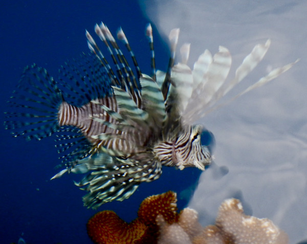 A lion fish, not found in Hawaii, hunted near the deck of the Honu when it was in Tahiti. ©2013 Susan Scott 