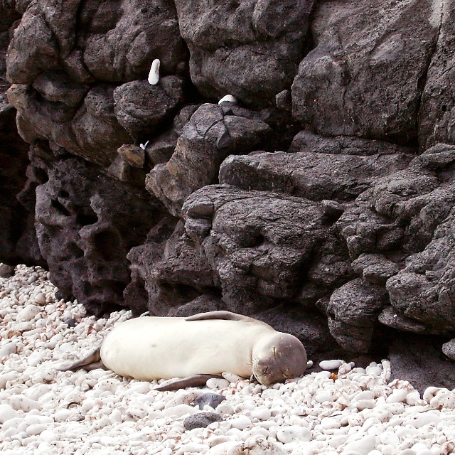 monk seal