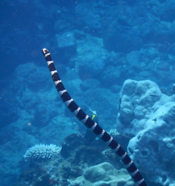 Kautali, Niue Banded Sea Snake. ©2014 Susan Scott