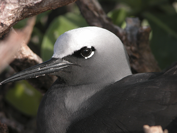 Black noddy. ©2015 Susan Scott