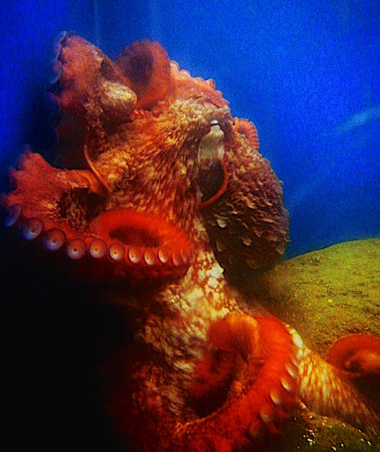 octopus