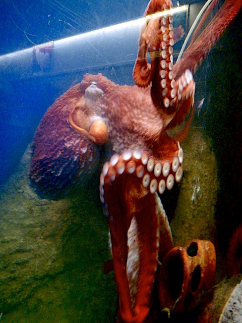 octopus