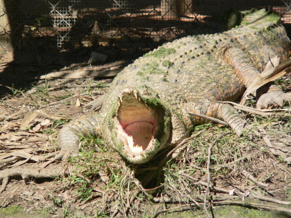 Saltwater Crocodile. Courtesy Scott R. Davis