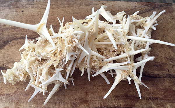 Porcupinefish — related to puffer fish — improve on the defensive adapta-tion of inflation with pop-out spikes. These were found on Leeward Oahu’s Maili Beach. Courtesy Kimberly Coffee-Isaak