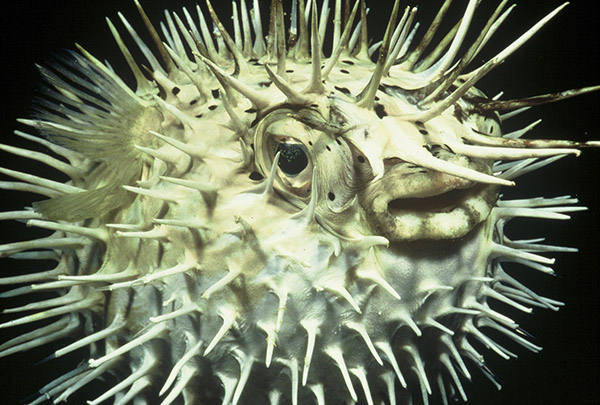 porcupine fish