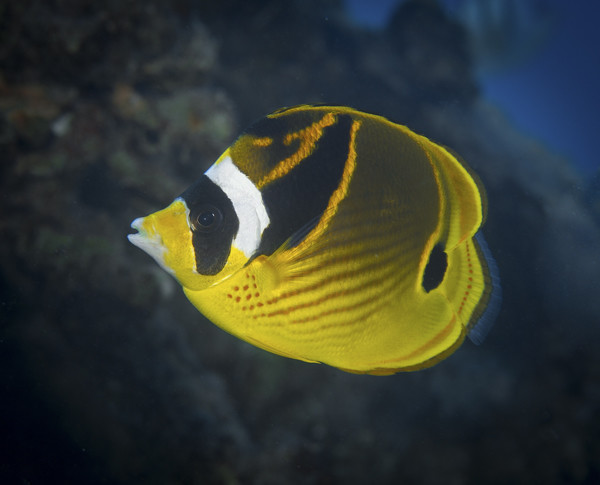 Raccoon Butterfly Fish - Courtesy Russell Gilbert