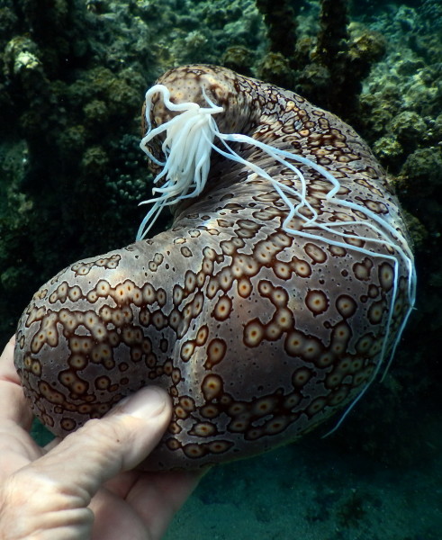 Some sea cucumber species release sticky filaments from their tail ends when threatened. ©2013 Susan Scott