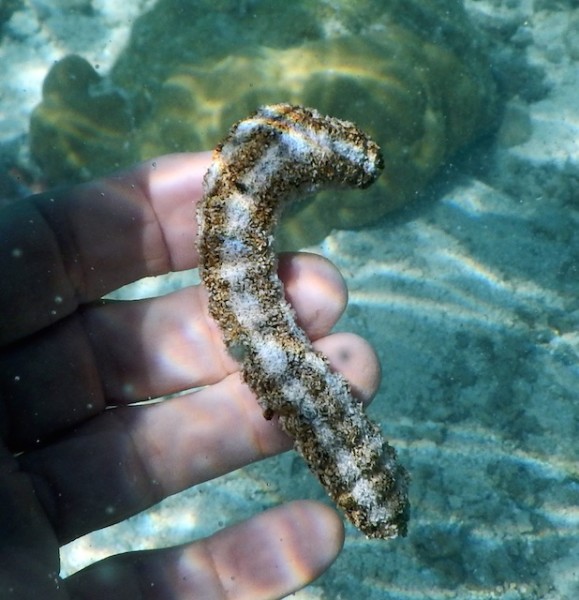 A small species of sea cucumber. ©2015 Susan Scott