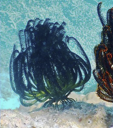 A crinoid walks along the sea-bed in the waters of Palau. ©2015 Susan Scott