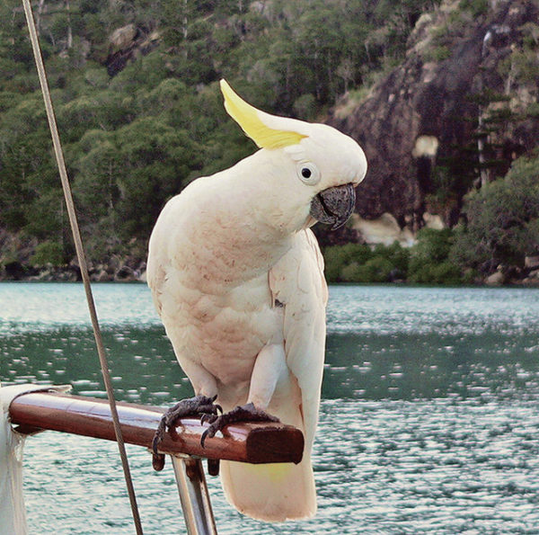 A wild sulfur-crested cockatoo pays a visit to the Honu at anchor off Hook Island, Whitsunday Islands National Park. ©2016 Susan Scott