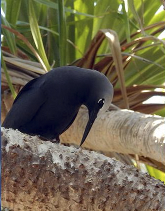 On Lady Musgrave Atoll a black noddy does what it does best. ©2015 Susan Scott