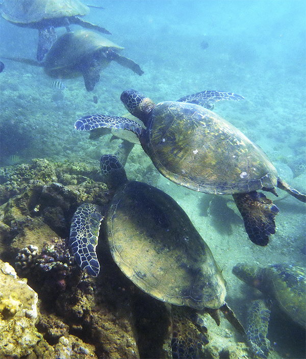 One photo, seven turtles. Oahu’s North Shore. ©2015 Susan Scott