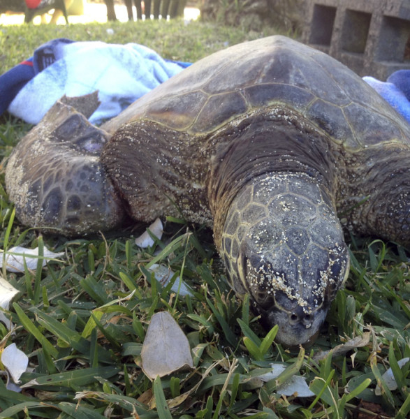 Amy the turtle waits for her ride to the animal hospital. ©2015 Susan Scott