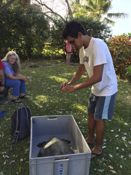 Daniel of the turtle rescue program takes pictures before transporting the turtle. ©2015 Susan Scott