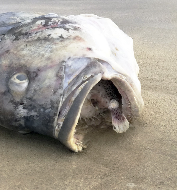 A dead ulua, or jack, washed up on Kailua Beach recently after having tried to ingest a porcupine puffer fish, which inflated and stuck in its throat. ©Greg Turnbull